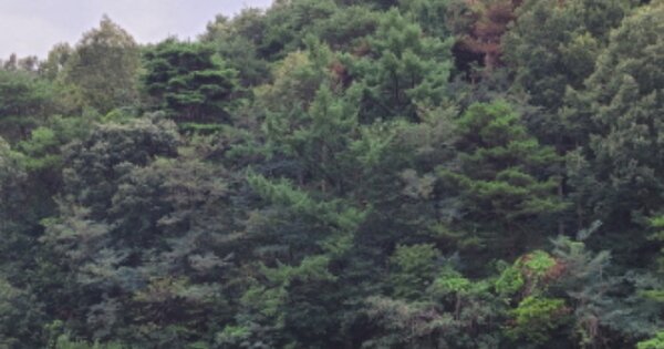 경상북도 영덕군 병곡면 각리리 OOO 임야 경매 물건 이미지