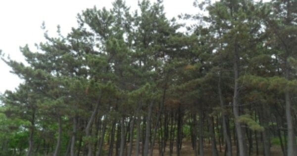 충청남도 태안군 원북면 신두리 OOOOOOO 임야 경매 물건 이미지