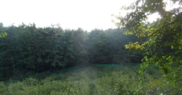 충청남도 서산시 대산읍 영탑리 OOOOOOO 임야 경매 물건 이미지