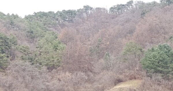 강원도 인제군 북면 월학리 OOOO 전 경매 물건 이미지