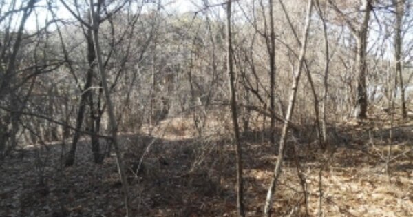 충청남도 당진시 정미면 승산리 OOOOO 임야 경매 물건 이미지
