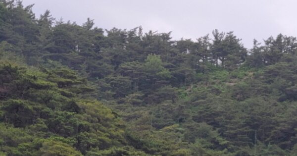 경상북도 영덕군 영해면 사진리 OOO 임야 경매 물건 이미지