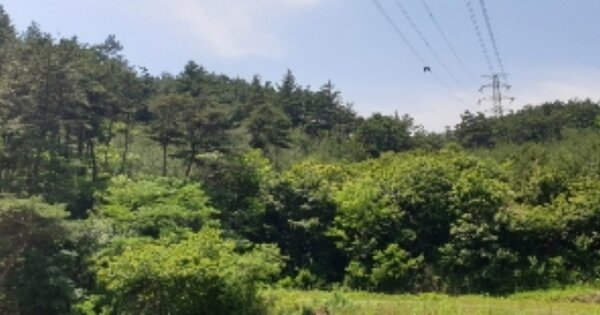 전라북도 남원시 산동면 목동리 OOOOO O OOO 임야 경매 물건 이미지