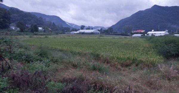 충청남도 공주시 반포면 온천리 OOOOO 답 경매 물건 이미지