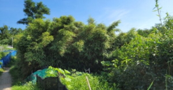 경상북도 포항시 북구 흥해읍 옥성리 OO O OOO 임야 경매 물건 이미지