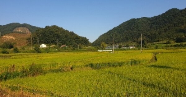 충청북도 음성군 원남면 덕정리 OOO O OOO 답 경매 물건 이미지