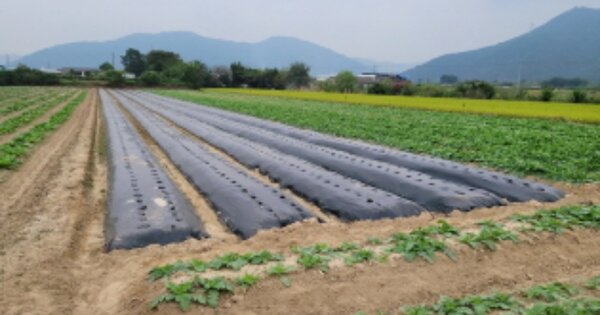 경상북도 고령군 개진면 부리 OOOOO 답 경매 물건 이미지
