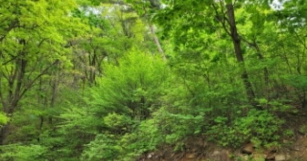 울산광역시 울주군 삼동면 둔기리 OOO 임야 경매 물건 이미지