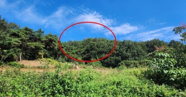 전라남도 무안군 몽탄면 봉명리 OOOOO 임야 경매 물건 이미지