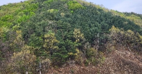 충청북도 제천시 금성면 월굴리 OOOO 임야 경매 물건 이미지