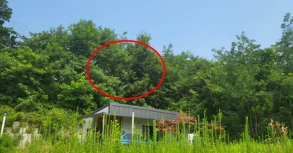 세종특별자치시 장군면 봉안리 OOOOO O OOO 임야 경매 물건 이미지