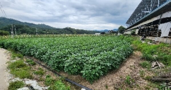 충청북도 제천시 금성면 사곡리 OOO 전 경매 물건 이미지