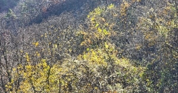 충청북도 제천시 청풍면 부산리 OOOO 임야 경매 물건 이미지