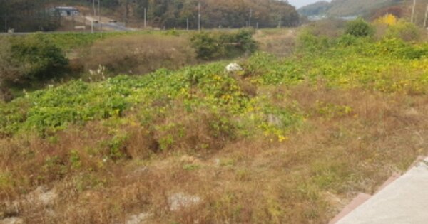 세종특별자치시 장군면 봉안리 OOOO O OOO 임야 경매 물건 이미지