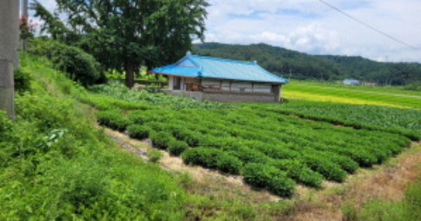 경상북도 영덕군 병곡면 영리 OOOO 대지 경매 물건 이미지