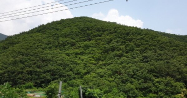 경상북도 경주시 안강읍 강교리 OOO 임야 경매 물건 이미지