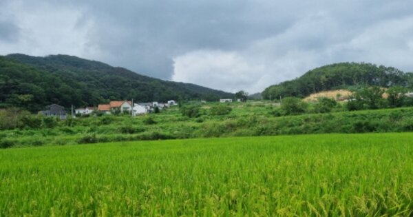 경상북도 경주시 석장동 OOOO O OOO 답 경매 물건 이미지