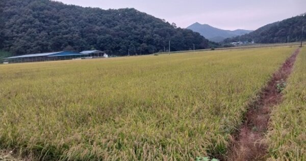충청남도 공주시 이인면 만수리 OOOOO 답 경매 물건 이미지