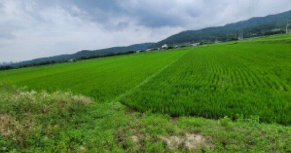 경상북도 포항시 북구 흥해읍 용곡리 O 답 경매 물건 이미지
