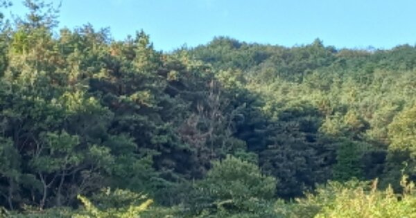 경상남도 하동군 진교면 관곡리 OO 임야 경매 물건 이미지