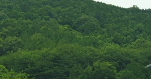 전라남도 여수시 소호동 OOO 임야 경매 물건 이미지