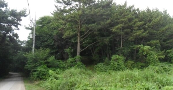 충청남도 태안군 남면 원청리 OOOOO 임야 경매 물건 이미지