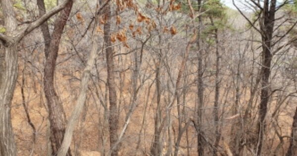 경기도 용인시 처인구 백암면 백암리 OOOOOO 임야 경매 물건 이미지