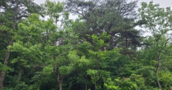 전라남도 곡성군 석곡면 온수리 OOO 임야 경매 물건 이미지