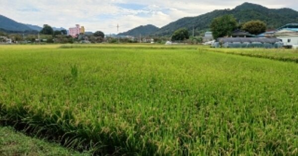 전라남도 곡성군 오산면 연화리 OOOOO 답 경매 물건 이미지