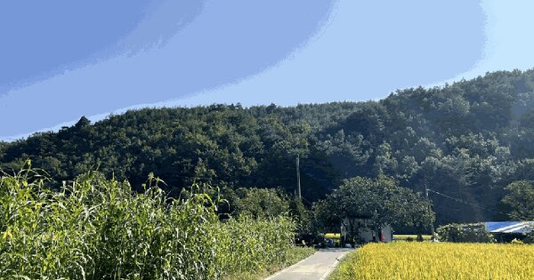 강원특별자치도 삼척시 근덕면 동막리 산161 임야 경매 물건 이미지