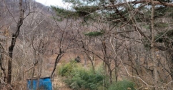 경상남도 양산시 상북면 내석리 OOOO 임야 경매 물건 이미지