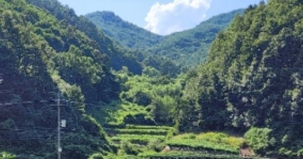 경상북도 안동시 북후면 석탑리 OOO O OOO 답 경매 물건 이미지