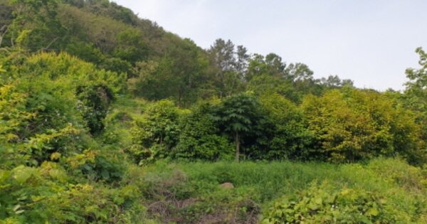 부산광역시 강서구 천성동 OOO 답 경매 물건 이미지