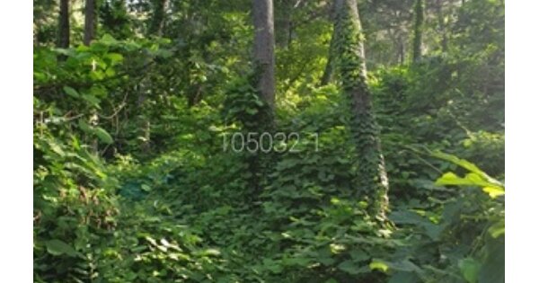 부산광역시 남구 용호동 OOO 임야 경매 물건 이미지