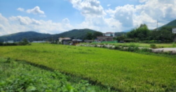 울산광역시 울주군 두서면 차리 OO O OOO 답 경매 물건 이미지