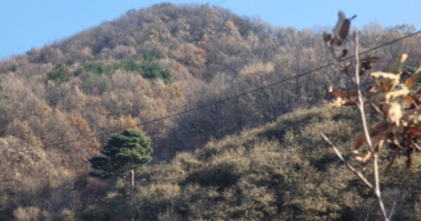 충청남도 천안시 동남구 광덕면 보산원리 OO 임야 경매 물건 이미지