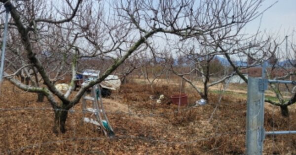 경상북도 경산시 자인면 서부리 OOO 답 경매 물건 이미지