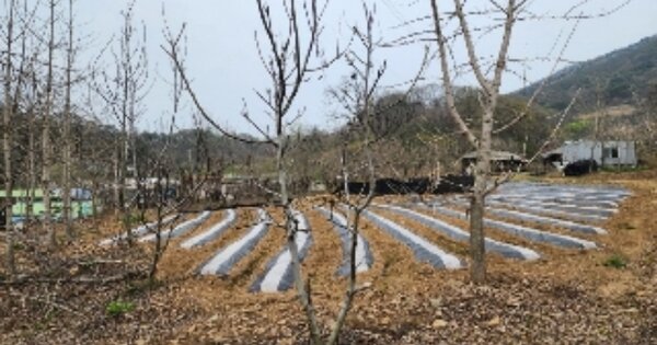 충청북도 옥천군 안남면 지수리 OOO 대지 경매 물건 이미지