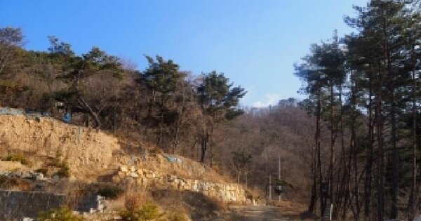 경상남도 밀양시 단장면 고례리 산516-2 임야 경매 물건 이미지