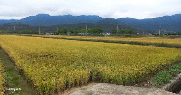 경상남도 거제시 거제면 오수리 658-5 답 경매 물건 이미지