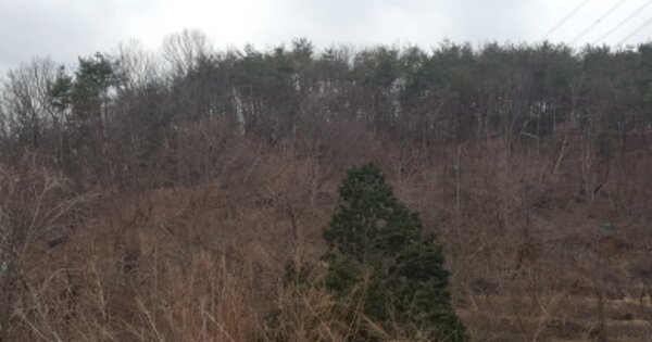 경상남도 양산시 원동면 내포리 OOOO 임야 경매 물건 이미지