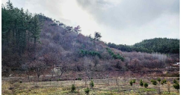 충청남도 당진시 정미면 봉생리 OOOOOO O OOOO 임야 경매 물건 이미지