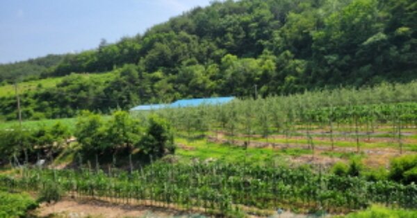 경상북도 영덕군 창수면 신기리 OOO 답 경매 물건 이미지