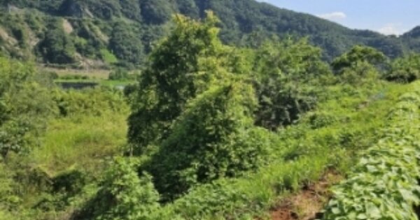 충청북도 단양군 가곡면 덕천리 OOO O OOO 답 경매 물건 이미지