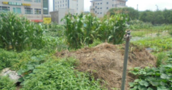 충청남도 계룡시 금암동 OOOOO 대지 경매 물건 이미지