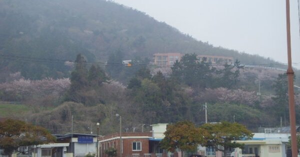 전라남도 진도군 고군면 금계리 OOOOO 묘지 경매 물건 이미지