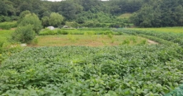 강원특별자치도 춘천시 동내면 거두리 OOOOOO 답 경매 물건 이미지