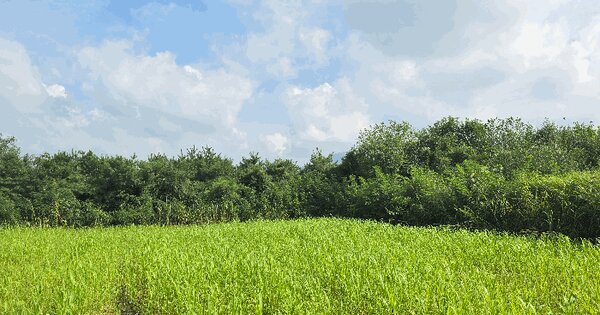 전북특별자치도 고창군 성송면 산수리 172-3 전 경매 물건 이미지