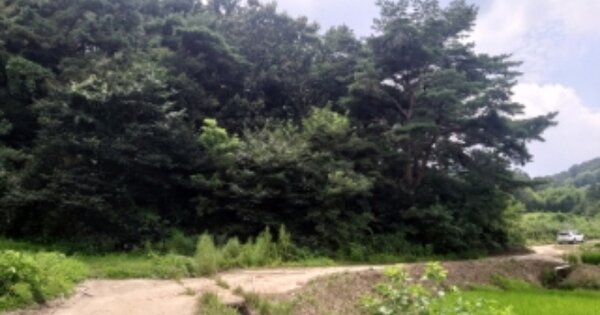 충청남도 당진시 순성면 양유리 OOOOO 임야 경매 물건 이미지