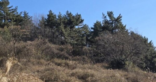 전라남도 장흥군 대덕읍 옹암리 500-2 전 경매 물건 이미지